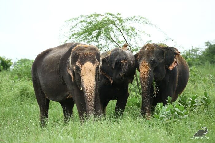 Karma, Holly an Kalpana (L to R) foraging on fresh green patches in the monsoon season. 