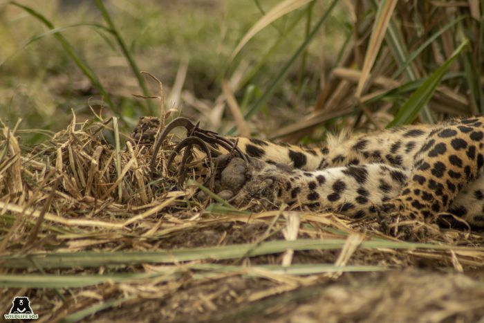 A three-year-old leopardess was found stuck in a jaw trap.