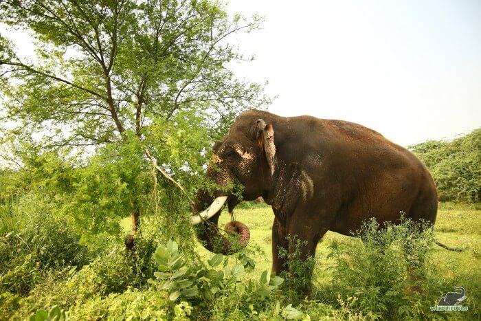 Rajesh now walks on soft grass and mud which gives him relief for his ailing limbs.