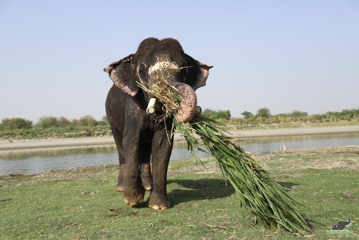 Where Rajesh goes, the fodder follows - or the other way around! 