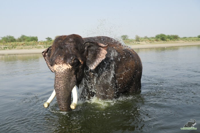 For this special occasion, we surprised Rajesh with a visit to the riverside - his favourite place. 