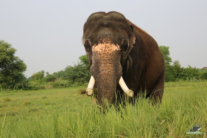 Rajesh sampling some fresh greens after a delightful monsoon, last year.