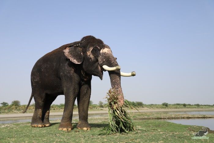 Rajesh is very particular for his post-splash meals, as can be seen here.