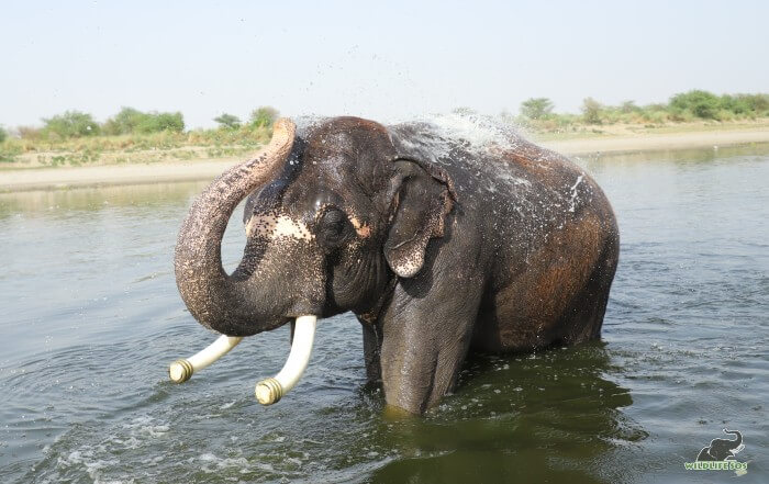 Rajesh and his endless love for water!