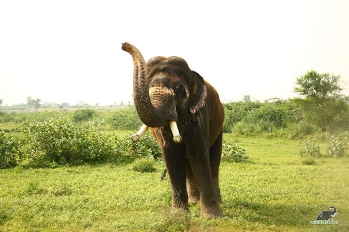 Rajesh trumpeting out to his caregiver on his evening walks for treats!