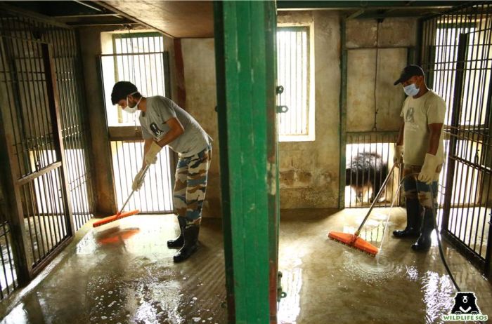 The cleaning procedure seems to interest some bears - they come and watch the caregivers go about their work!