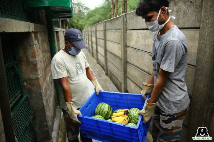 Fruits are an equally important part of meals - our bears go through multiple crates (literally) of fresh fruits a day!