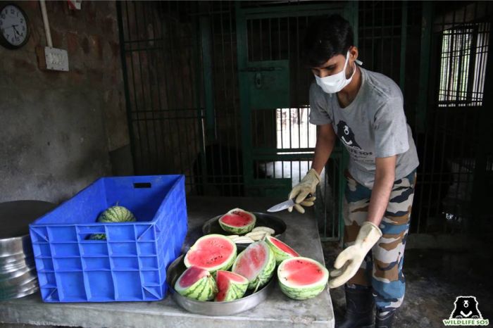 Watermelon is one of the most preferred fruits for the bears at our rescue centres.