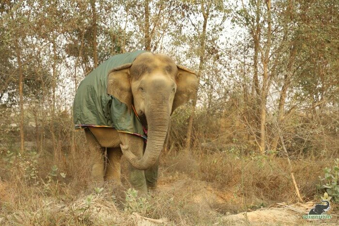 Our oldest female elephant at ECCC covered with a jumbo jacket, while on walks. 