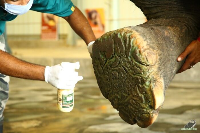 Arya's torn footpads receive treatment from our veterinary team.