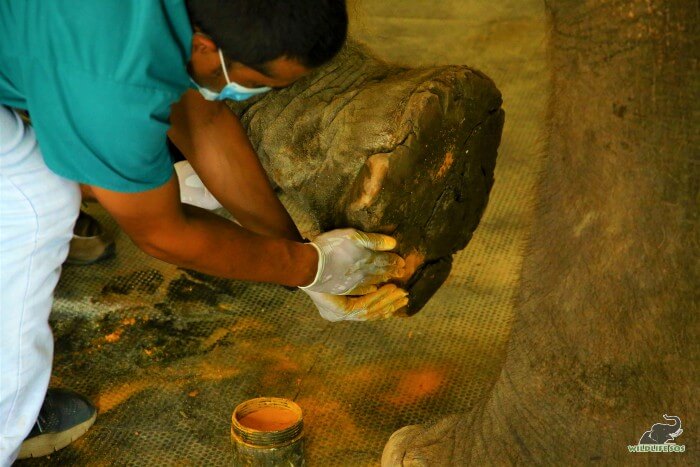 Turmeric is an essential component in the treatment of our elephants.