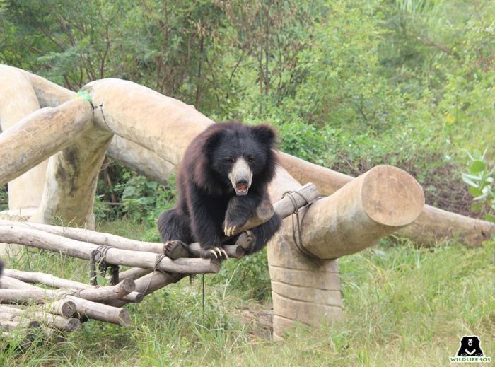 Bamboo enrichments are a common favourite at our bear rescue centres!