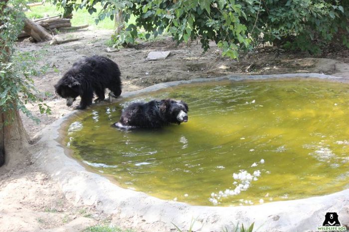 The bears enjoying the clean pools after the cleaning. 