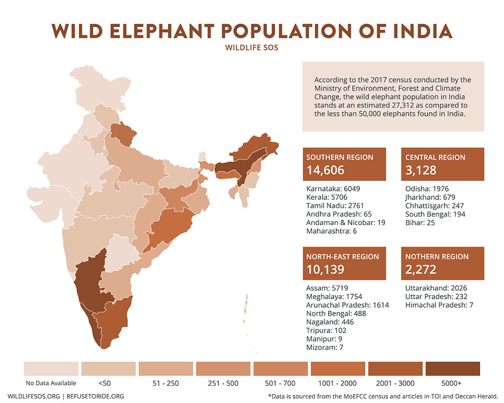 Elephants - Wildlife SOS