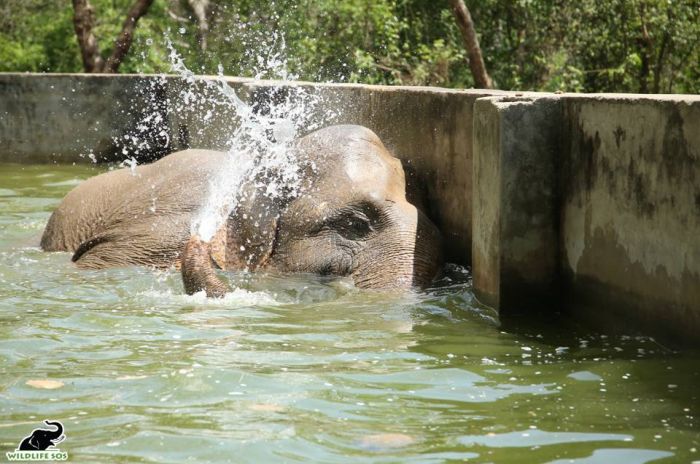 A happy splash in Erika's own pool!