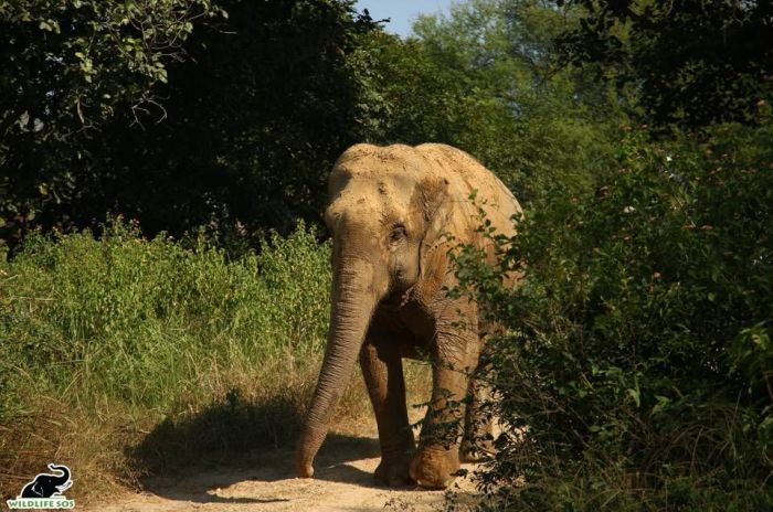 Erika enjoying the soft mud surface at her new home!