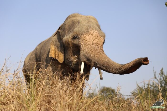 A curious Jai loves to explore fresh patches of grass around the Wildlife SOS Field of Dreams. 