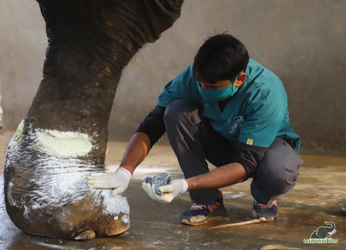 Once his treatment is completed, Jai slowly walks over to his mud bed for a short nap.