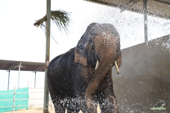 Jai loves his warm water showers every day! 