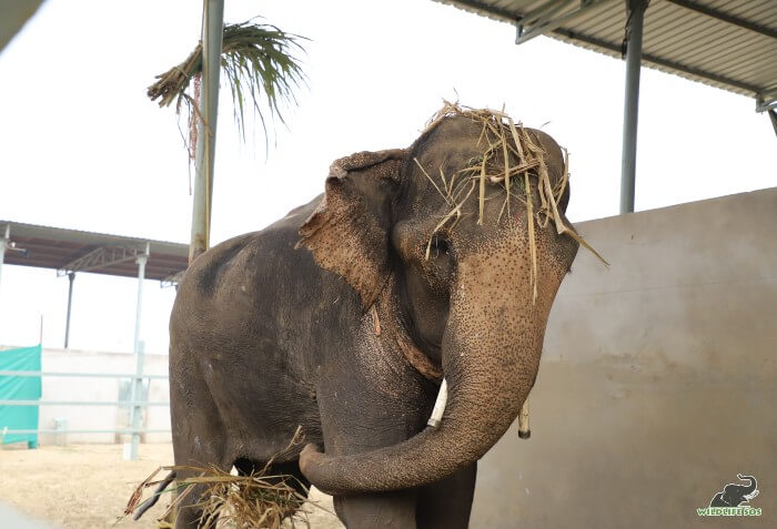 Jai's grass hat - innocently perched atop his head after a luxurious dust bath!