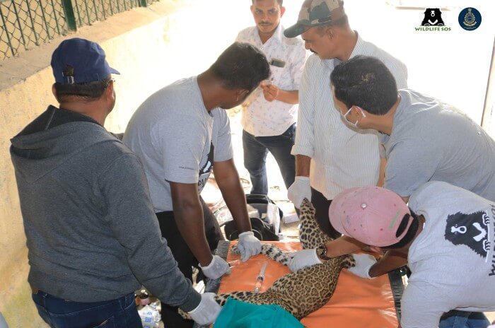 Wildlife SOS veterinary team rendering treatment to the ailing leopard cub.