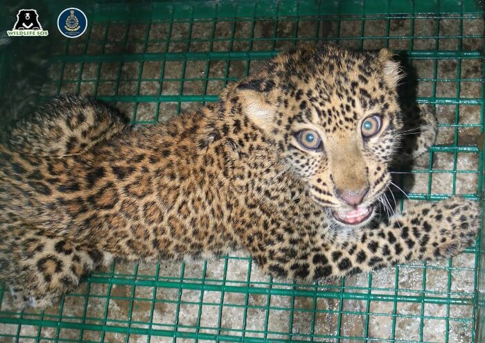 The leopard cub was suffering from a serious infection which made him weak and dehydrated.