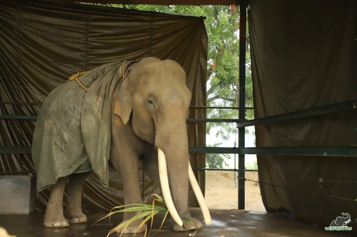 Our magnificent Suraj is kept warm with the jumbo jacket and rests in his covered enclosure. 