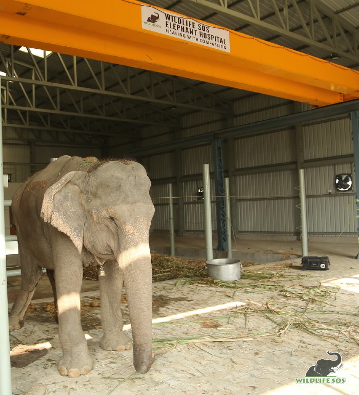 Holly was the first patient of the Wildlife SOS Elephant Hospital.