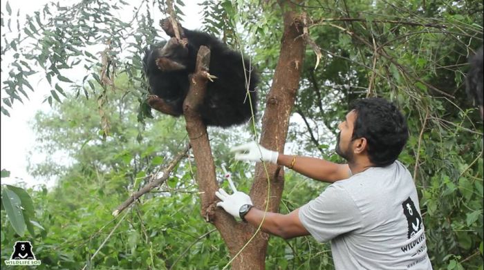 Dr Sha rescuing a sloth bear stuck in a snare trap. 