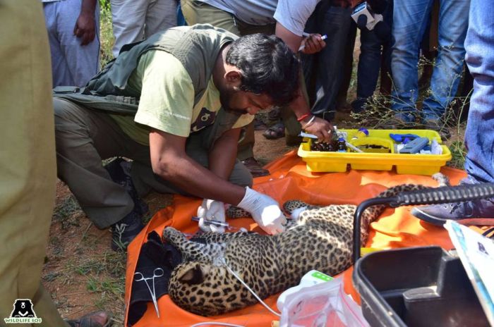 Dr Arun has treated many species including leopards over his association with WSOS. 