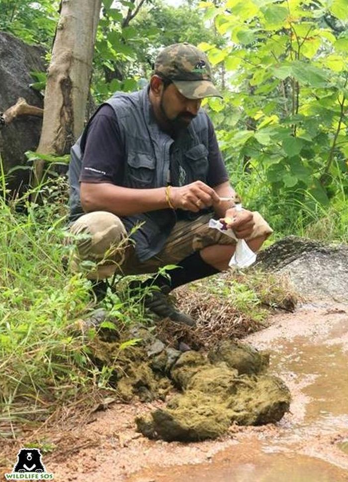 Dr Arun Sha leading a team for a wild elephant herd radio-collaring project. 