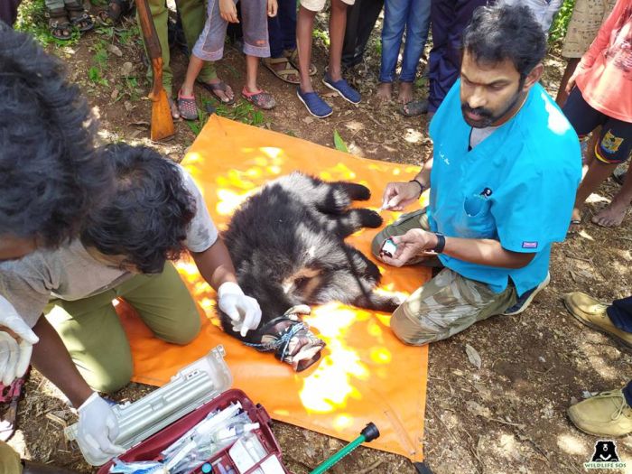 A sloth bear cub rescued and receiving onsite medical treatment in a village in the state of Karnataka.