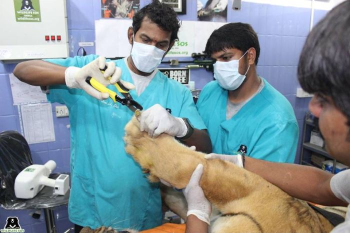 "As a Wildlife Veterinarian, I have worked with many species over the years": Dr Sha treating a tiger at a WSOS Operation Theatre.