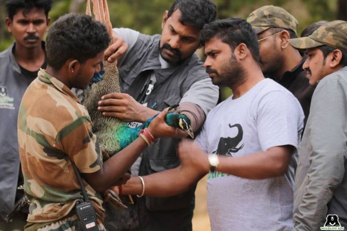 Dr Sha & his team rescuing a peacock sporting injuries on its wing alongside the Forest Department.