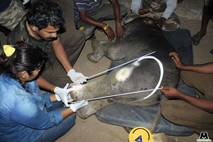 An elephant calf separated from its mother and herd provided some relief in a man-animal conflict situation by Dr Sha & his team.