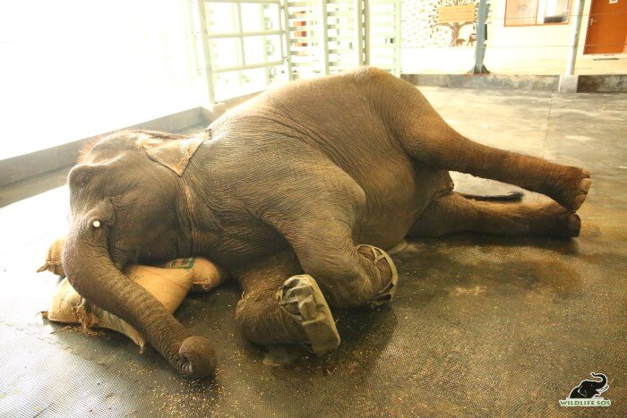 Emma resting on the gunny sacks prepared for her in the Wildlife SOS Elephant Hospital. 