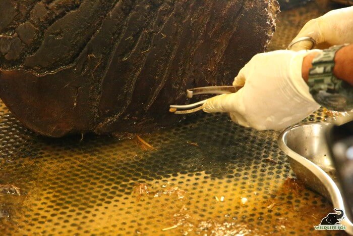 A stone being extracted from Emma's hind limb's foot pad.