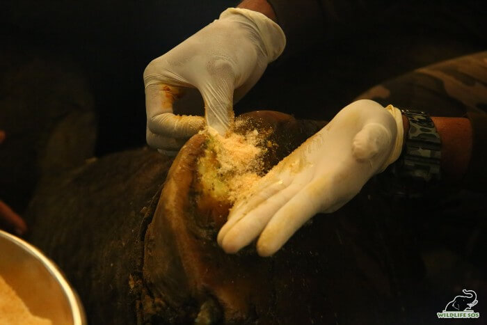 Emma's foot pads being covered with a paste of glycerin, Epsom Salt and turmeric. 