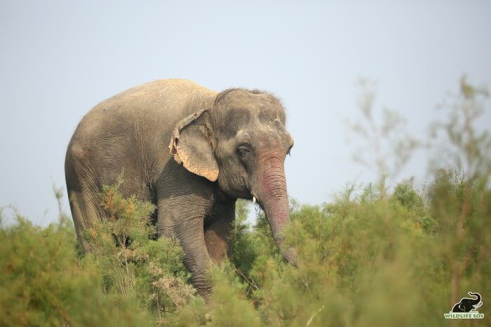 Emma feels much relief to her ailing limbs as she walks on soft grass.