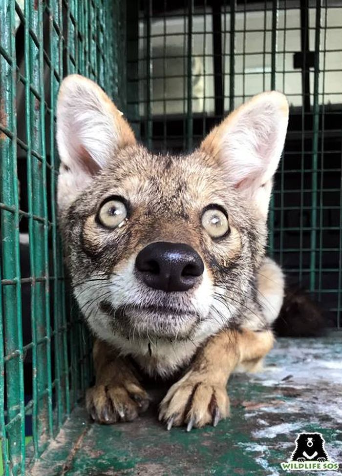 A three-year-old female Golden Jackal was rescued by the Maharashtra FD & brought to WSOS for treatment.