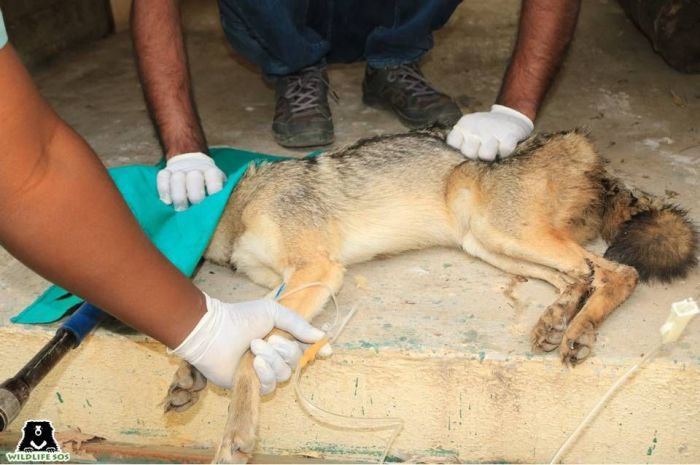 The Jackal was found to be suffering from a stomach infection 