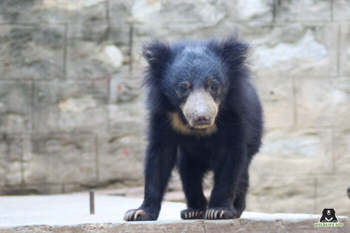 Kuber, only a few days, after he was rehabilitated at the Wildlife SOS Bannerghatta Bear Rescue Centre.