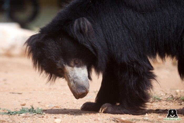 Kuber is presently ten years old and celebrates his decade-long journey under our care.