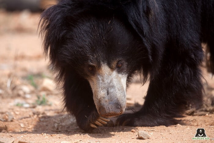 Kuber has slow relfexes and is not as active as other bears due to his condition.