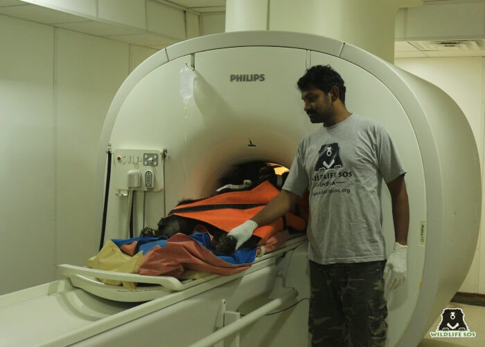 Kuber's MRI was conducted at a human hospital, late into the evening.