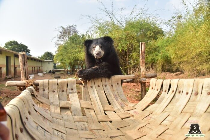 Kuber claiming his territory on his favourite hammock enrichment! 