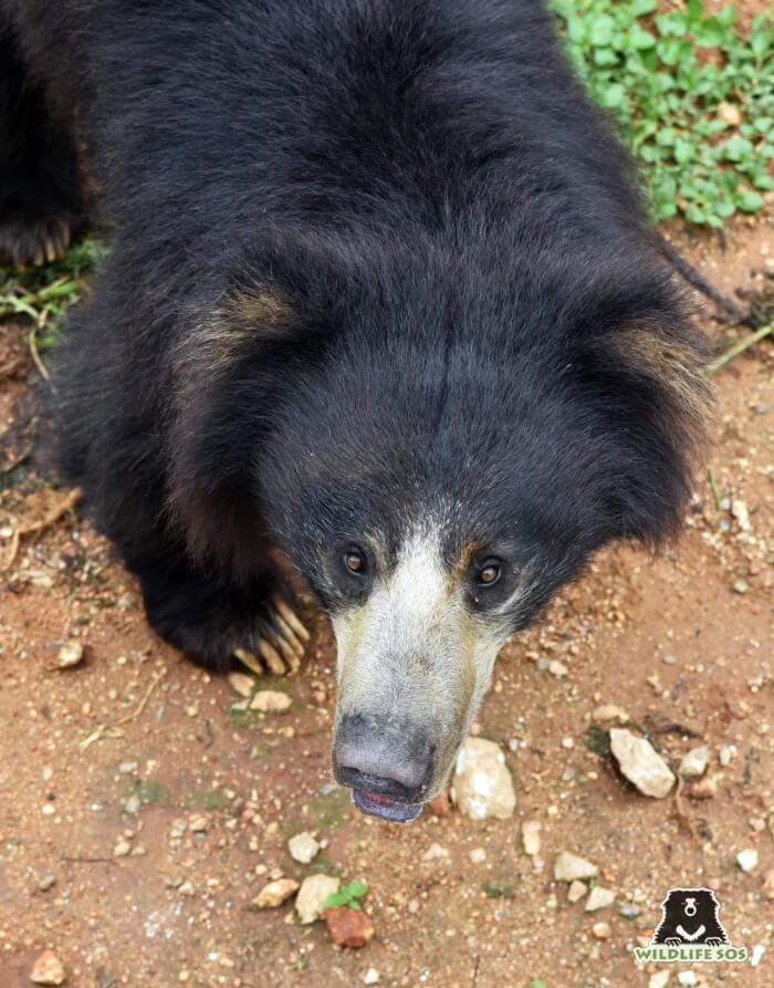 Nakul (in this picture) and Kuber were inseparable!