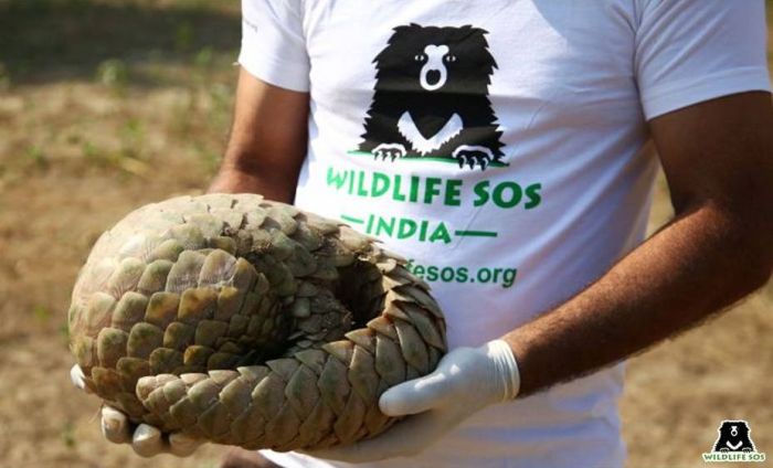 Pangolins roll up in self-defence when touched - an action that is a reference to its name.