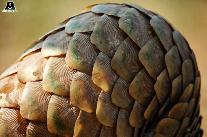 The scales of pangolins are made of keratin, the same substance found in human fingernails. 