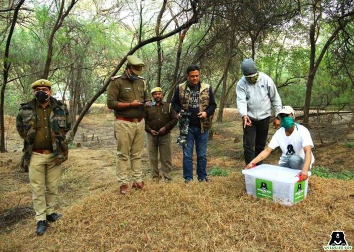 Wildlife SOS works towards the protection of Pangolins by conducting rescues of the animals from conflict situations and wildlife traffickers. 